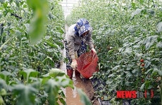 장맛비에 잠긴 방울토마토 농가