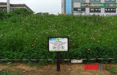 원주시 흥양천 제방 코스모스 꽃밭 조성