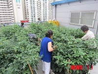 옥수동주민센터 옥상 텃밭 수확물 어르신께 전달