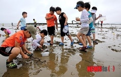 태안 갯벌 조개잡이 체험 ‘인기’