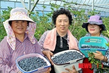부안 블루베리, 신 농가소득품목 급부상