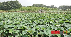 부교 놓인 연꽃 연못