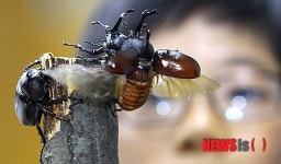 장수풍뎅이 신기해요!