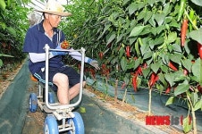 고추 수확차