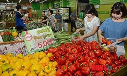 신선 채소 초특가 판매 5가지 5000원