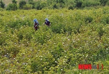 육지면 최초 재배지 목포 고하도 목화꽃 만개