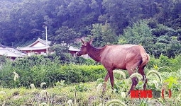 나주 한옥촌에 엘크 출몰…주민 대피 소동