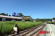 코스모스 활짝 핀 하동 북천면