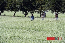 하동군, 제7회 북천 코스모스·메밀꽃 축제 개최