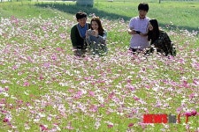 달성군 달성보 제방로 등 코스모스 장관 연출