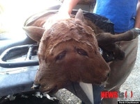 미국 농장서 머리 2개 달린 송아지 사체 발견