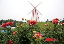 태안 오색 다알리아 꽃축제 분위기 절정