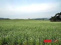 정읍, 내달 2일 제7회 고부두승산청정메밀축제 개막