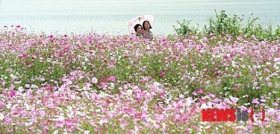 코스모스 꽃 길