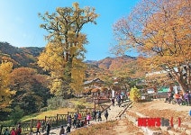 용문산으로 가족과 단풍 즐겨요