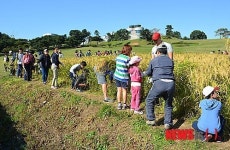 밭벼베기 체험 재미있어요