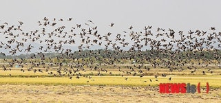 서산 천수만, 겨울철새 군무 장관