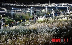 하늘공원과 억새의 아름다운 조화