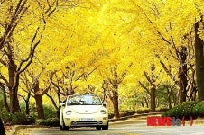 에버랜드 단풍 절정…놀이기구 타고 단풍 즐기자