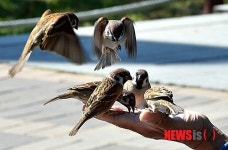 참새들의 맛있는 식사