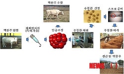 농진청, 수정란 이식으로 희소 한우 유전자원 조기 증식