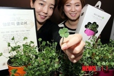 [유통소식①]갤러리아백화점 유전자 조작 없는 행운의 네잎클로버 팔아요 外