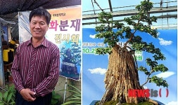 광주 국화분재학교 이계영 대표 전국국향대전 대상