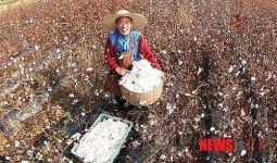 목화솜 수확