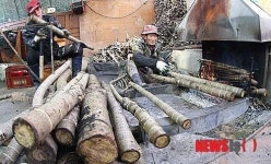 최상품 옻진액 자랑하는 지리산 참 옻나무