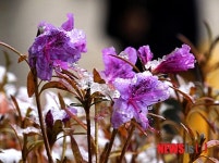 봄꽃 영산홍에 내린 첫눈