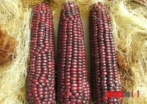 삼척시 벼·봄감자·옥수수 보급종 신청 받아