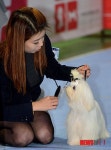 애견에게 미용은 필수죠