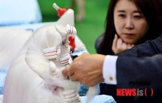 애견 미용