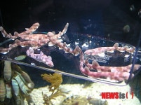 버려진 알 수거해 인공부화한 두툽상어 치어