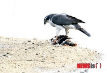 서산 천수만서 참매의 포식