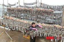 영덕 청어과메기, 전국 미식가들에게 인기