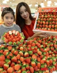 겨울철 딸기 20%저렴하게 판매!