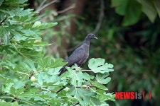 강원·경북 경계 지역 멸종위기종 흑비둘기 서식