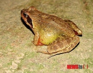 화천군 양서류 자연 부화장 조성