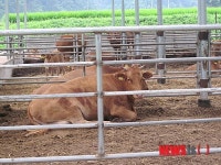울진군, 축산농가 톱밥지원사업 추진