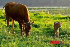 우수성 입증되고 있는 고흥 한우