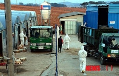 고창 AI 예방적 살처분 농장