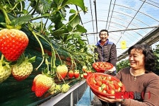 혹한 속 딸기 출하하는 부부