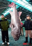 '전설의 심해어' 1.7m 크기 돗돔 잡혀