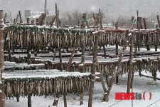 인제 황태마을 겨울