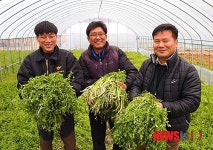 양산 원동 청정미나리 이달 중순 출하