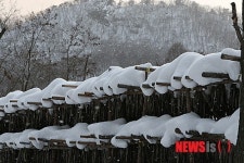 진부령 황태덕장 설경