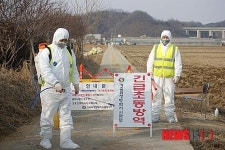 천안 양계밀집 지역 고병원성 AI 긴급방역