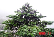 지리산 구상나무
