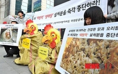 건강한 닭과 오리 살처분 중단